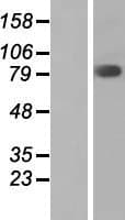 FAM111B Protein (Over-Expression Lysate Myc-DDK (Flag))