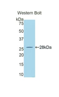 GZMA / Granzyme A Antibody (aa29-260, Biotin)