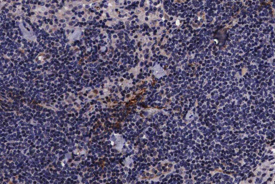PIN1 Antibody (phospho-Ser16)