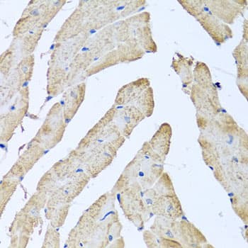 Polyclonal Rabbit anti-Human ATAD3B Antibody (IHC, WB)