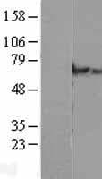 C2orf63 Protein (Over-Expression Lysate Myc-DDK (Flag))