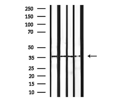 CD68 Antibody