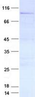 Human ZUFSP Protein (Recombinant GST, N-terminus + His, C-terminus)