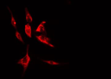 CLN5 Antibody