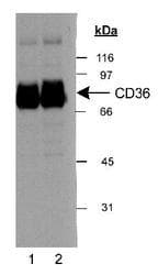 CD36 Antibody (aa300-400, DY650)
