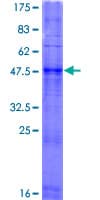Human OR2F1 Protein (Recombinant GST)