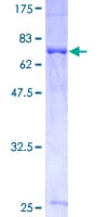 Human GPS1 / CSN1 Protein (Recombinant GST)