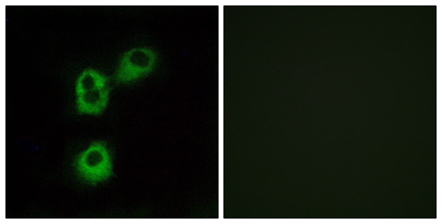 OR5M1 Antibody (aa240-289)