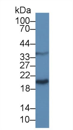LGALS9 / Galectin 9 Antibody (aa17-148, APC)