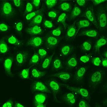 XRCC6 / Ku70 Antibody
