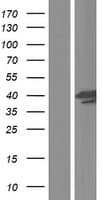 HMBS / PBGD Protein (Over-Expression Lysate Myc-DDK (Flag))