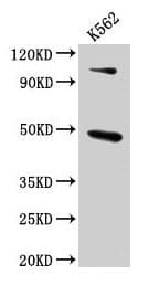 ARRB1 / Beta Arrestin 1 Antibody