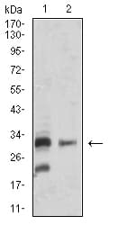 Monoclonal Mouse anti-Human BAFF / TNFSF13B Antibody (clone 6C3A2, IHC, WB)