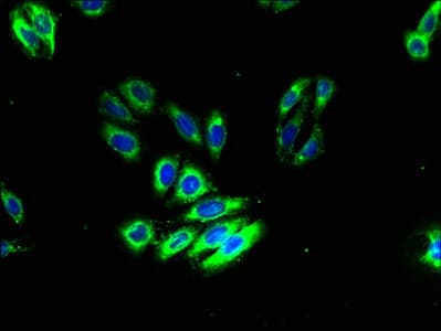 ADGRA3 / GPR125 Antibody