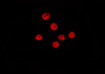 Polyclonal Rabbit anti-Human POLD3 Antibody (IF, WB)