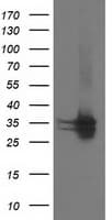 Monoclonal Mouse anti-Human CDK2 Antibody (clone OTI2D9, IHC, IF, WB)