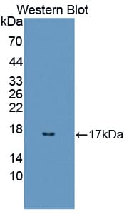 REG3A Antibody (aa25-142, PE)