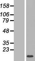 LYRM1 Protein (Over-Expression Lysate Myc-DDK (Flag))