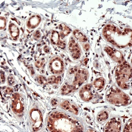 ID2 Antibody (C-Terminus)
