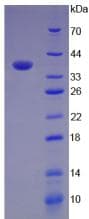 Mouse Complement C3a Protein (Recombinant His-GST)