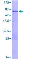 Human KLF8 Protein (Recombinant GST)