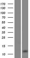 BPY2C Protein (Over-Expression Lysate Myc-DDK (Flag))