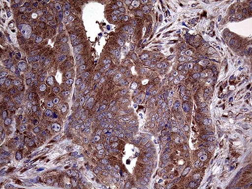 SEC23B Antibody (aa392-641, clone OTI8G4, Carrier-free)