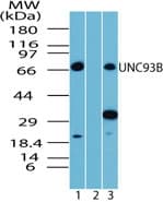 UNC93B / UNC93B1 Antibody