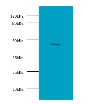 DLK1 / Pref-1 Antibody (HRP)