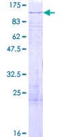 Human ZNF710 Protein (Recombinant GST)