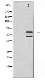 Polyclonal Rabbit anti-Human JNK1+2+3 Antibody (IF, WB)