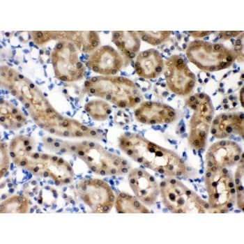 HINT / HINT1 Antibody (aa59-92)