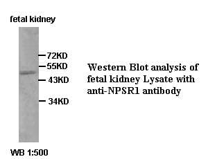 NPSR1 / NPSR / GPR154 Antibody