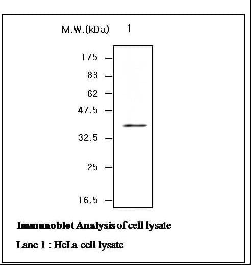 IHC-plus™ Monoclonal Mouse anti-Human CDK6 Antibody (IHC, WB)