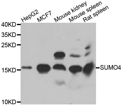 SUMO4 Antibody