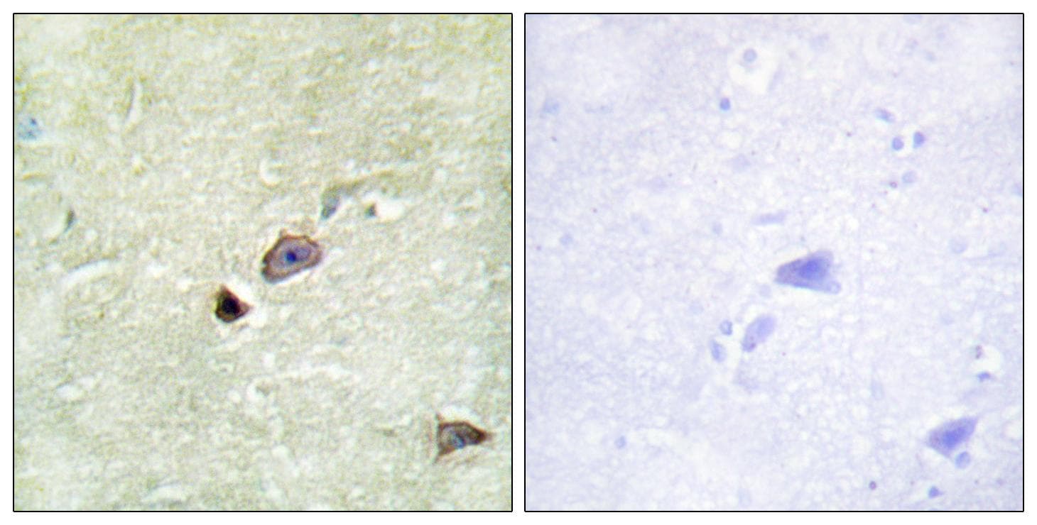TRIM59 Antibody
