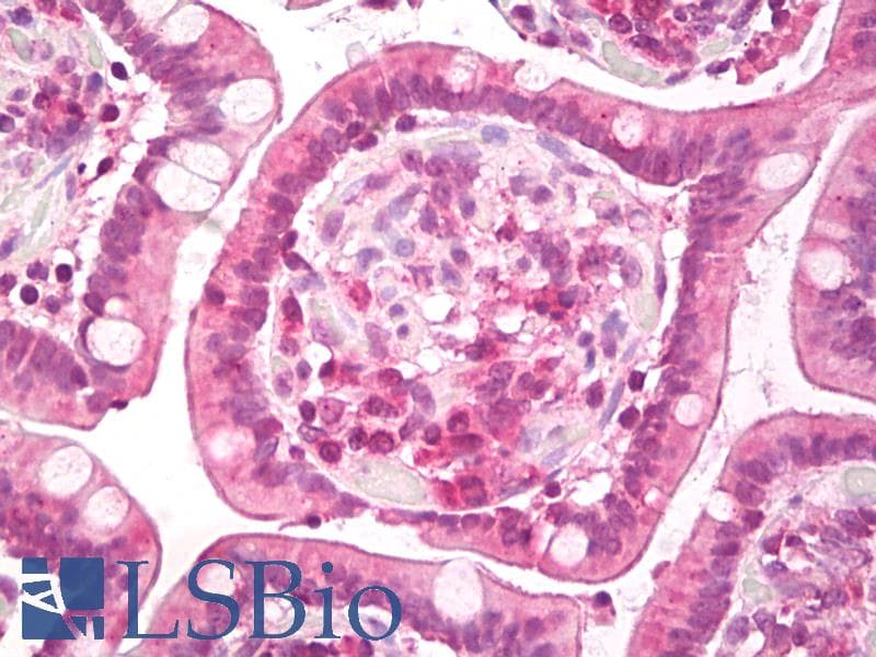 IHC-plus™ c-Met Antibody (aa1316-1365)