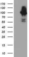 Complement C1s Antibody (clone OTI5F2)