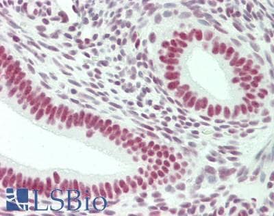 IHC-plus™ NONO / P54NRB Antibody (clone 4D9)