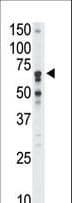 SIGLEC5 / CD170 Antibody (aa8-39)