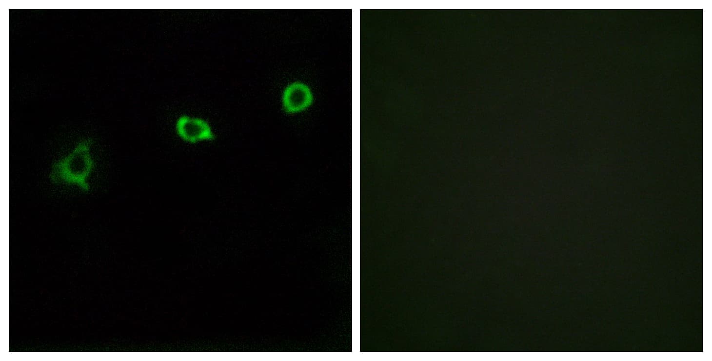 IHC-plus™ OR1N1 Antibody (aa231-280)