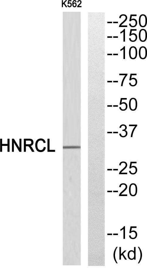 Polyclonal Rabbit anti-Human HNRNPCL1 Antibody (WB)