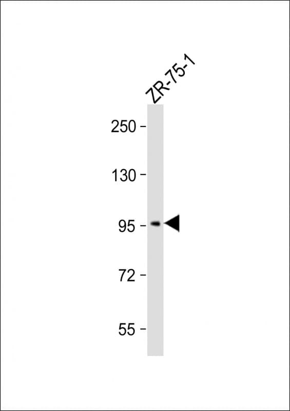 SSH3 Antibody (Ser37)