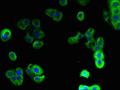 MPRG / PAQR5 Antibody