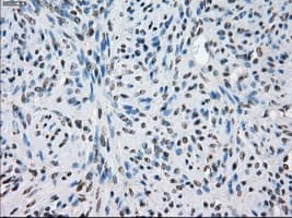 LTA4H / LTA4 Antibody (clone OTI2C5)