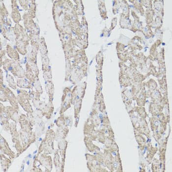 CD59 Antibody