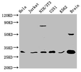 YWHAG / 14-3-3 Gamma Antibody