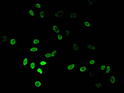 HIST1H3A Antibody
