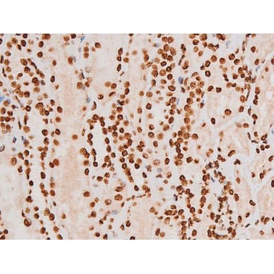 REL / C-Rel Antibody (phospho-Ser503)