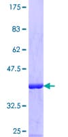 Human EIF3G Protein (Recombinant GST, N-terminus)